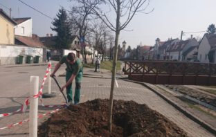 Unokája született, fát adott a városnak a nagymama