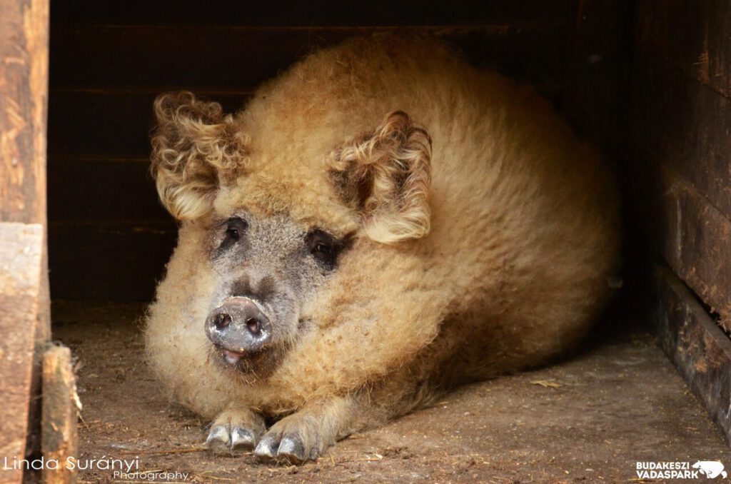 Állati interjú: A mangalica
