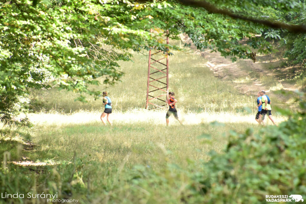 Jótékonysági futóverseny és vadmacska nap a Budakeszi Vadasparkban