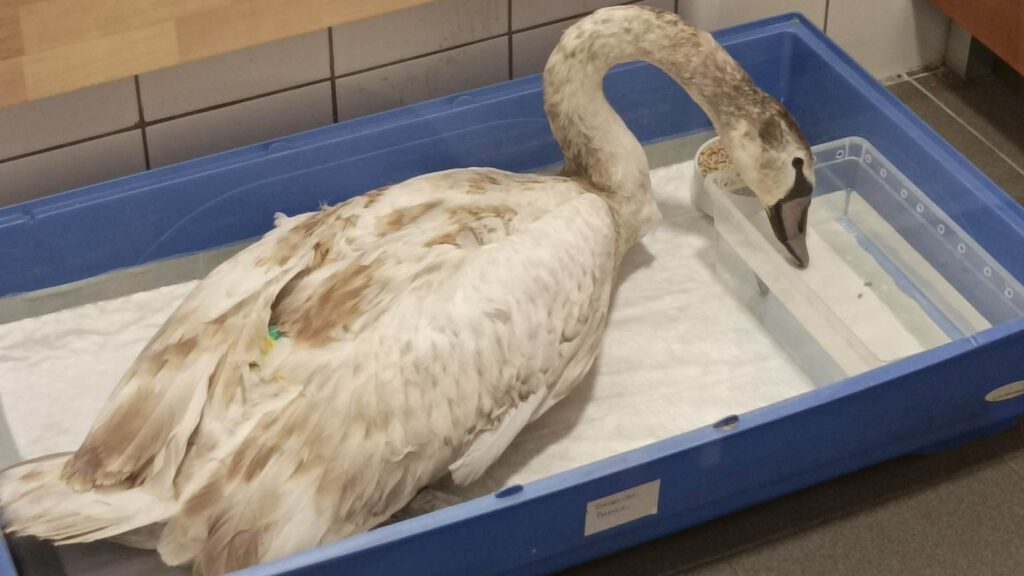 Hattyú szenvedett balesetet a 11-es úton, eltört a madár lába