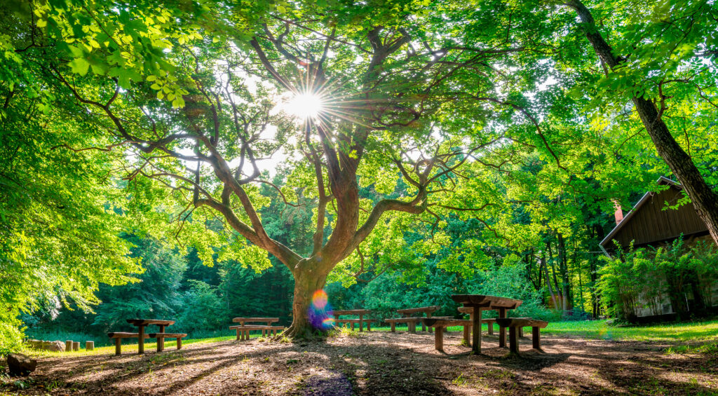 Erdők nemzetközi napja: március 21.