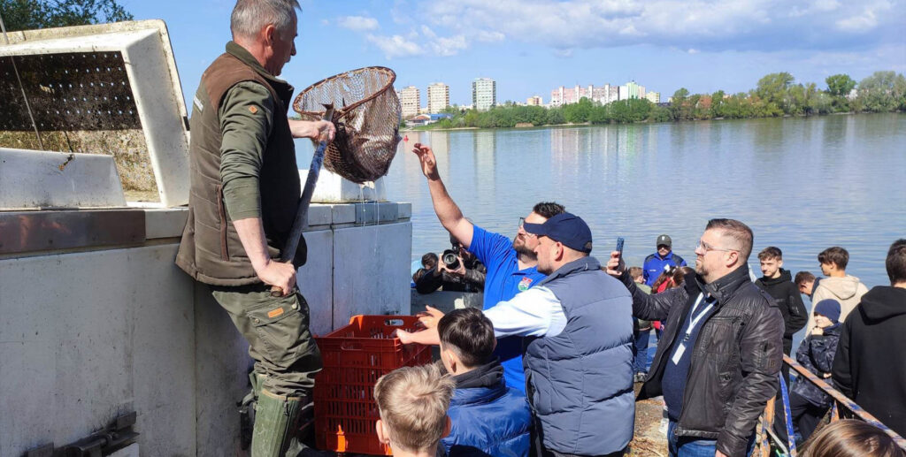 Verőcéig vándoroltak az Esztergomban telepített kecsegék