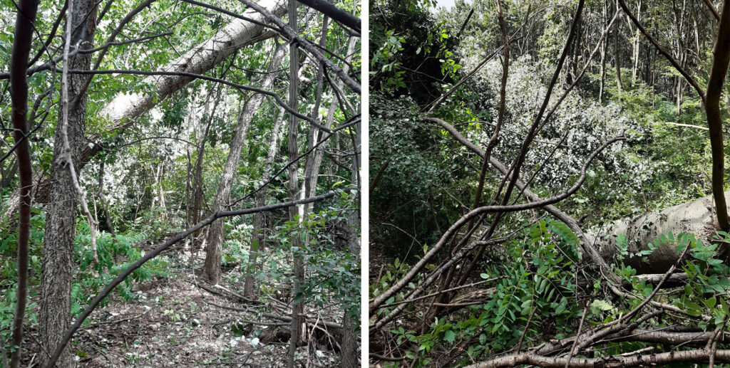 Viharkárok a Pilisi Parkerdőben: óvatosságra intik a turistákat!