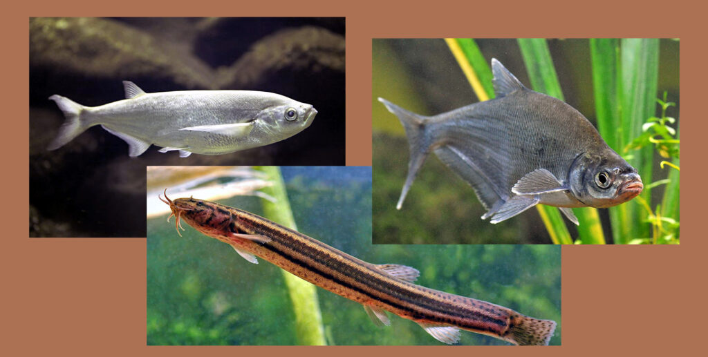 Ismét szavazhatunk az év halára