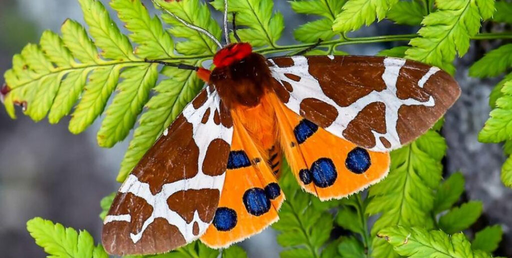 2024 év lepkéje: közönséges medvelepke