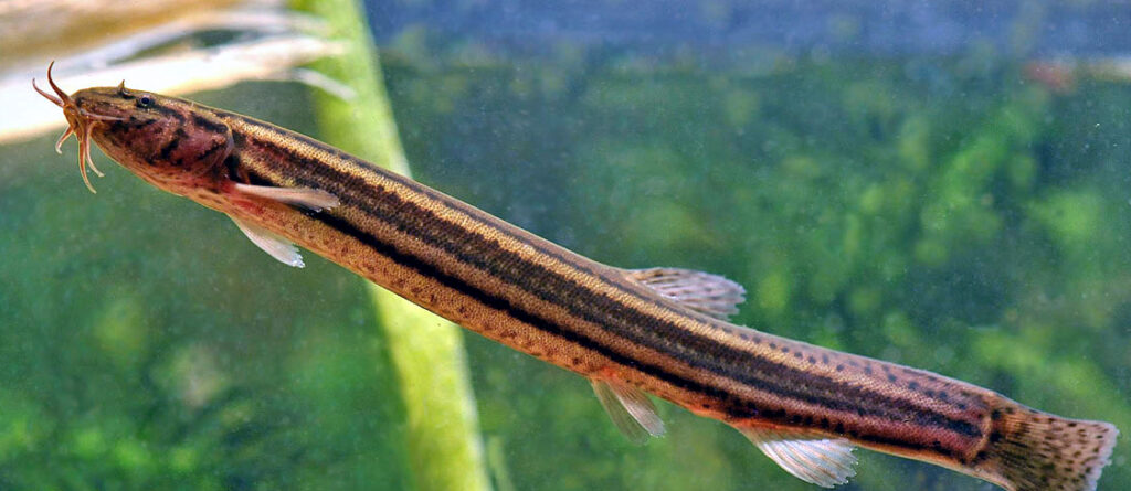 Az év hala a réti csík