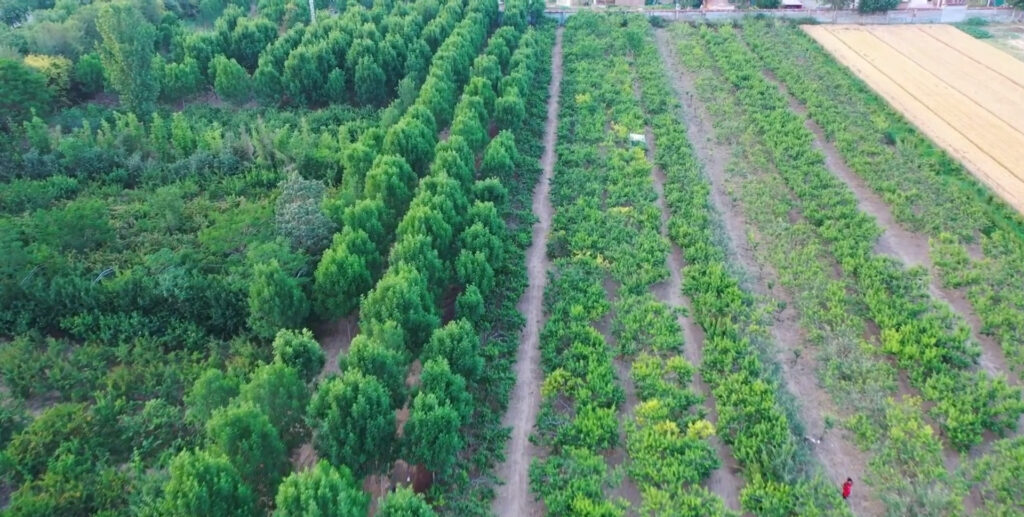 Shen Xian megye, Yanta városrész: Gyümölcsillatokkal telítve várjuk vendégeinket