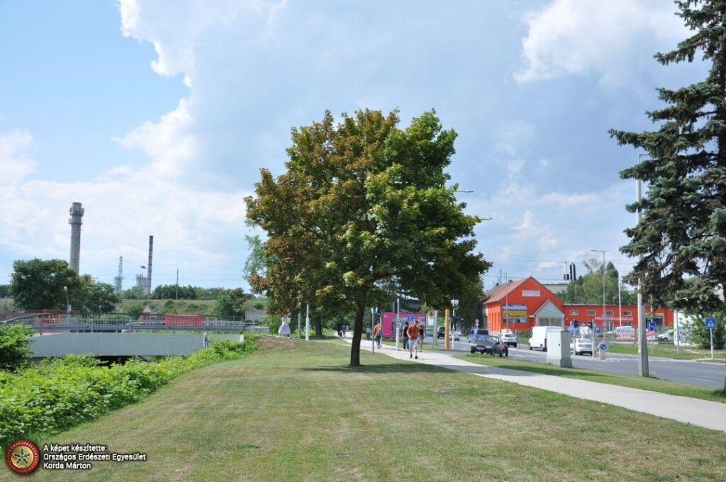 A korai juhar az Év Fája 2025-ben