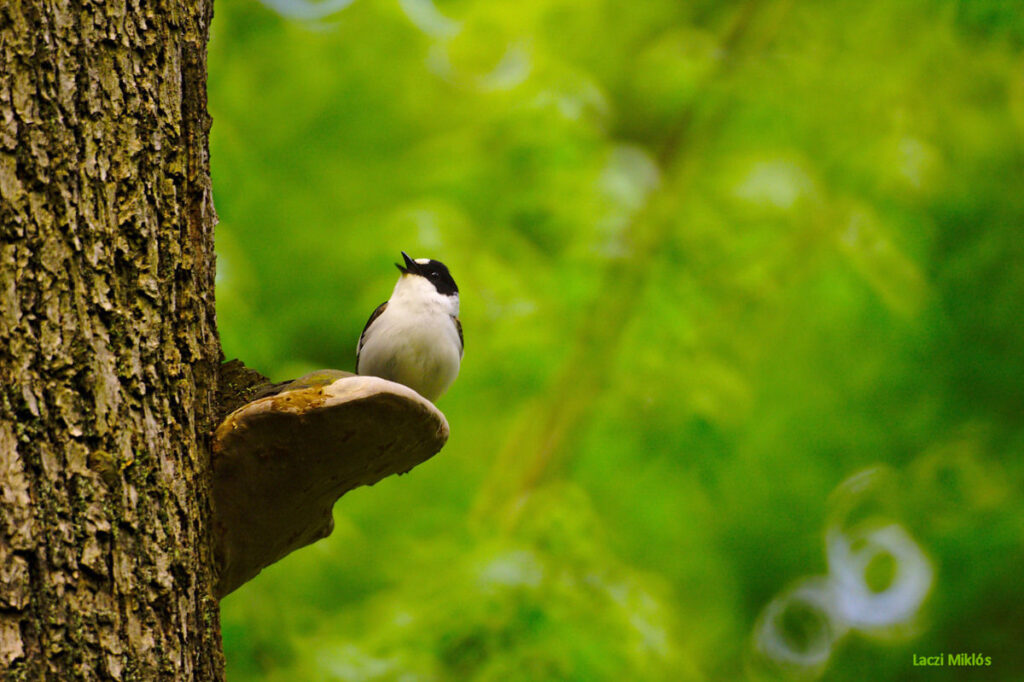 Madarak és fák napjára – Klímaváltozás: a gyakori fajok sincsenek biztonságban