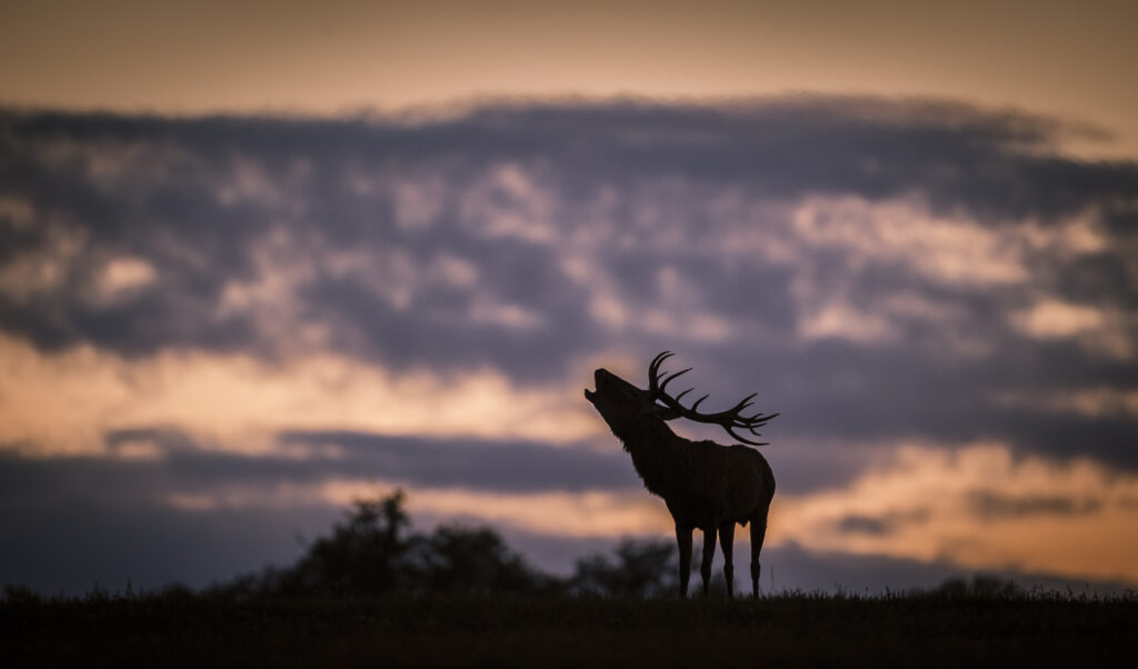 Ha szeptember, akkor szarvasbőgés-túra a Pilisi Parkerdővel!