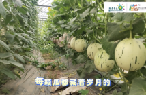 Yandian város, Shen megye, Shandong tartomány: A „kis sárgadinnye” „3 milliárd jüanos” iparággá válik