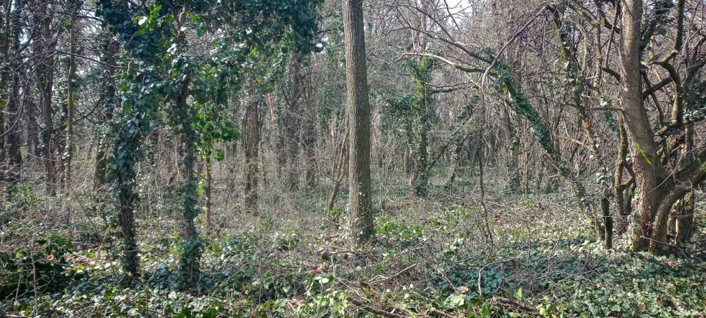 Fenntartható erdőkezelés, közösségi jövőkép és klímaadaptáció a gödi Nemeskéri Parkerdőben