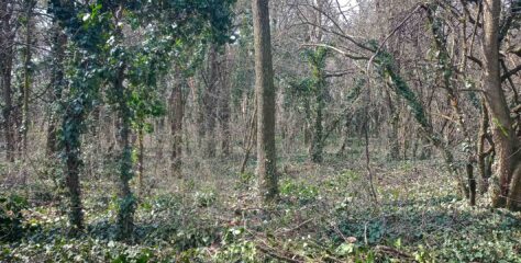 Fenntartható erdőkezelés, közösségi jövőkép és klímaadaptáció a gödi Nemeskéri Parkerdőben