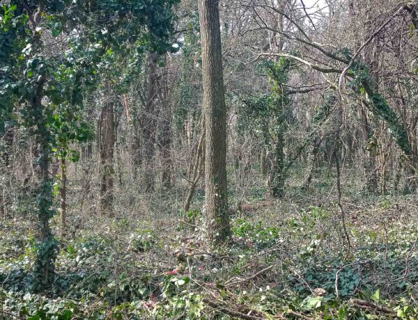 Fenntartható erdőkezelés, közösségi jövőkép és klímaadaptáció a gödi Nemeskéri Parkerdőben