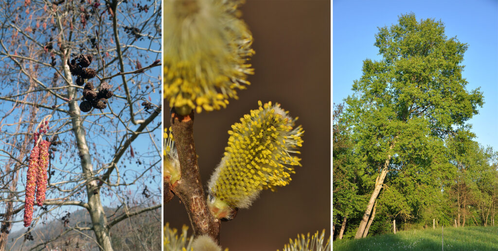 30 éves lesz az Év fája mozgalom