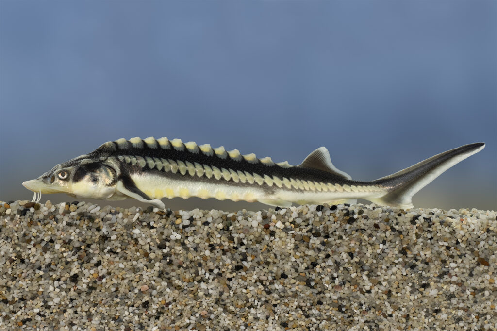 Halak versenye szilveszterig