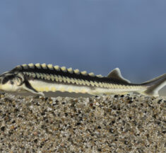 Halak versenye szilveszterig