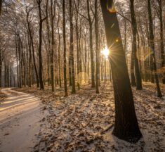 A Pilisi Parkerdő 2025-ös évének eredményei és idei céljai