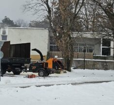 Leányfalun is kivágják az invazív bálványfákat