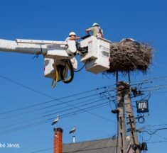3300 fészek várja a gólyákat az E.ON áramhálózatán