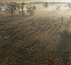 2026 év élőhelye – a fáslegelő