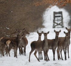 Lezárultak a társas vadászatok a Parkerdő területein Pilisi Parkerdő Zrt.