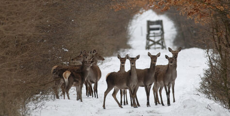 Lezárultak a társas vadászatok a Parkerdő területein  Pilisi Parkerdő Zrt.