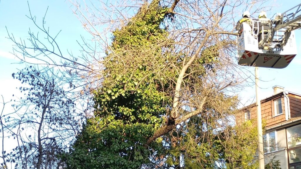 Városi Szolgáltató: egy fakidőlés margójára