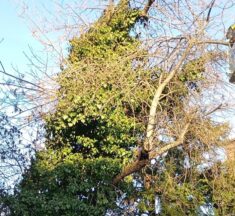 Városi Szolgáltató: egy fakidőlés margójára