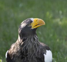 Elkészült a 2026. évi 23. Országos Sasleltár