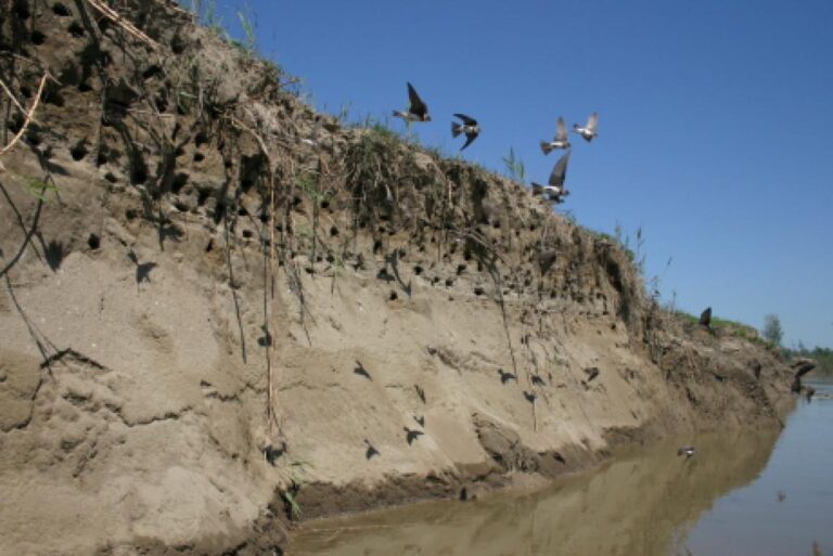 Felhívás: partifecskék beköltözése építési területekre